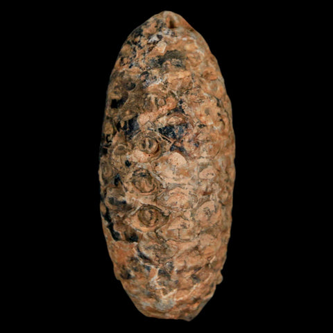 XL 2.1" Fossil Pine Cone Equicalastrobus Replaced By Agate Eocene Age Seeds Fruit - Fossil Age Minerals