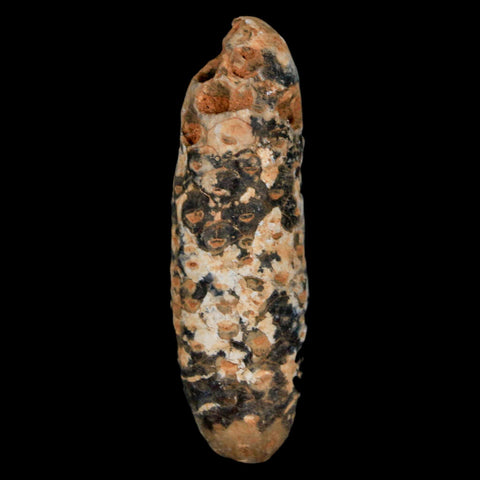 XXL 2.4" Fossil Pine Cone Equicalastrobus Replaced By Agate Eocene Age Seeds Fruit - Fossil Age Minerals