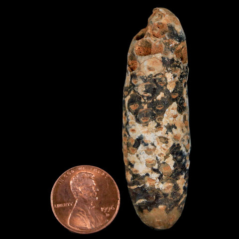 XXL 2.4" Fossil Pine Cone Equicalastrobus Replaced By Agate Eocene Age Seeds Fruit - Fossil Age Minerals