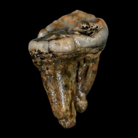 1.3" Extinct Cave Bear Ursus Spelaeus Pre-Molar Tooth Rooted Pleistocene Age COA