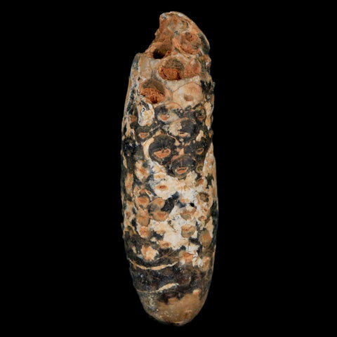 XXL 2.4" Fossil Pine Cone Equicalastrobus Replaced By Agate Eocene Age Seeds Fruit - Fossil Age Minerals