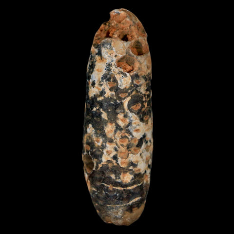 XXL 2.4" Fossil Pine Cone Equicalastrobus Replaced By Agate Eocene Age Seeds Fruit - Fossil Age Minerals