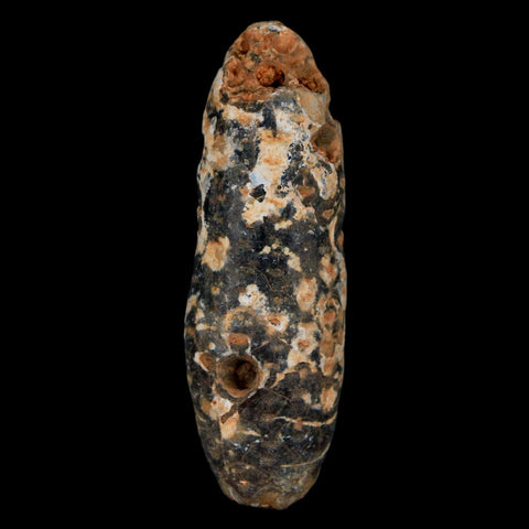 XXL 2.4" Fossil Pine Cone Equicalastrobus Replaced By Agate Eocene Age Seeds Fruit - Fossil Age Minerals