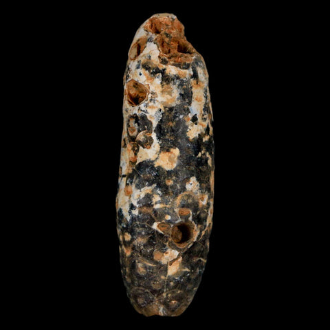 XXL 2.4" Fossil Pine Cone Equicalastrobus Replaced By Agate Eocene Age Seeds Fruit - Fossil Age Minerals