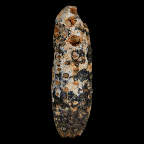 XXL 2.4" Fossil Pine Cone Equicalastrobus Replaced By Agate Eocene Age Seeds Fruit - Fossil Age Minerals