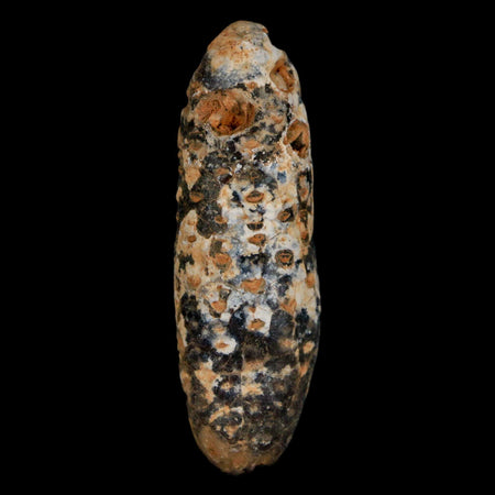 XXL 2.4" Fossil Pine Cone Equicalastrobus Replaced By Agate Eocene Age Seeds Fruit