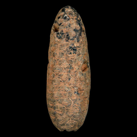 XXL 2.5" Fossil Pine Cone Equicalastrobus Replaced By Agate Eocene Age Seeds Fruit - Fossil Age Minerals