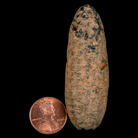 XXL 2.5" Fossil Pine Cone Equicalastrobus Replaced By Agate Eocene Age Seeds Fruit - Fossil Age Minerals