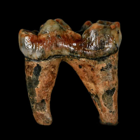 1.2" Extinct Cave Bear Ursus Spelaeus Pre-Molar Tooth Rooted Pleistocene Age COA - Fossil Age Minerals