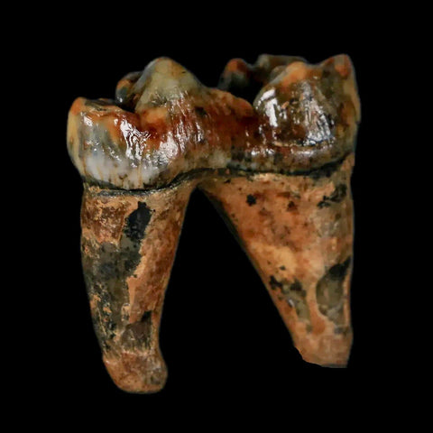 1.2" Extinct Cave Bear Ursus Spelaeus Pre-Molar Tooth Rooted Pleistocene Age COA - Fossil Age Minerals