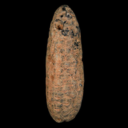 XXL 2.5" Fossil Pine Cone Equicalastrobus Replaced By Agate Eocene Age Seeds Fruit