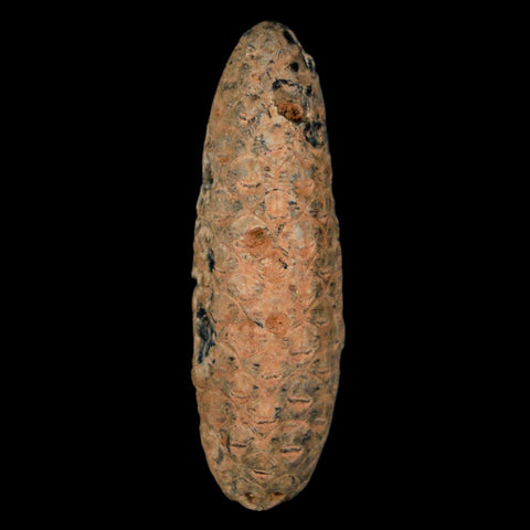 XXL 2.5" Fossil Pine Cone Equicalastrobus Replaced By Agate Eocene Age Seeds Fruit - Fossil Age Minerals