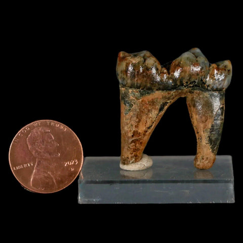 1.2" Extinct Cave Bear Ursus Spelaeus Pre-Molar Tooth Rooted Pleistocene Age COA - Fossil Age Minerals