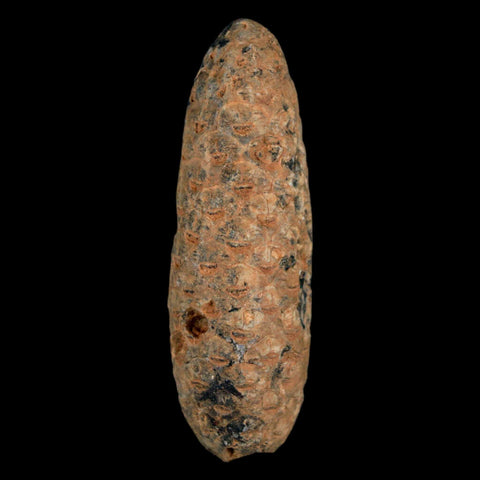 XXL 2.5" Fossil Pine Cone Equicalastrobus Replaced By Agate Eocene Age Seeds Fruit - Fossil Age Minerals