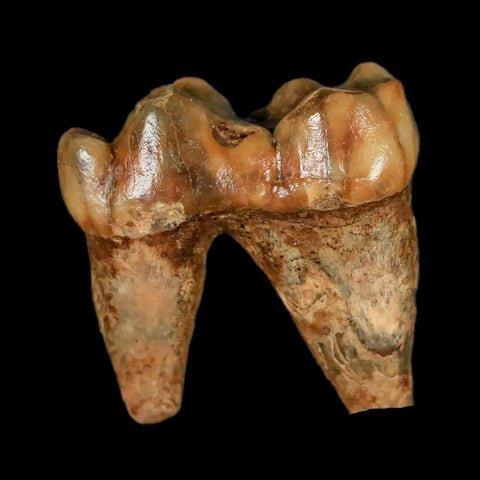 1.2" Extinct Cave Bear Ursus Spelaeus Pre-Molar Tooth Rooted Pleistocene Age COA - Fossil Age Minerals