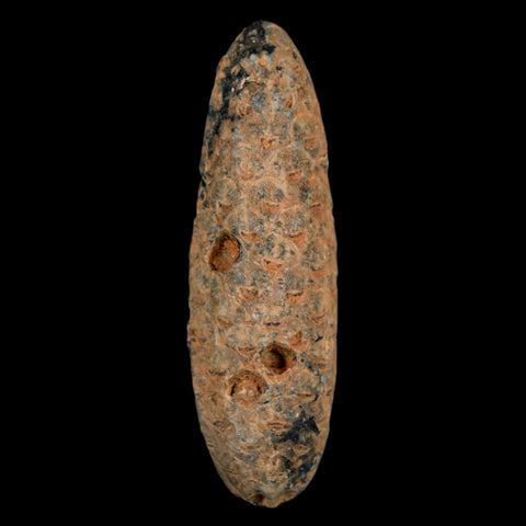 XXL 2.5" Fossil Pine Cone Equicalastrobus Replaced By Agate Eocene Age Seeds Fruit - Fossil Age Minerals