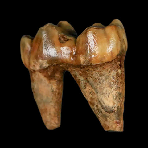 1.2" Extinct Cave Bear Ursus Spelaeus Pre-Molar Tooth Rooted Pleistocene Age COA - Fossil Age Minerals