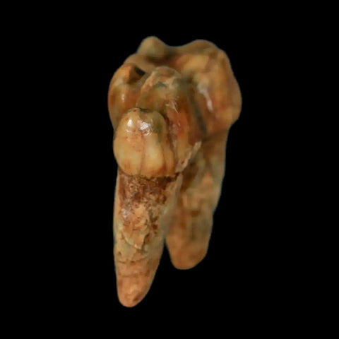 1.2" Extinct Cave Bear Ursus Spelaeus Pre-Molar Tooth Rooted Pleistocene Age COA - Fossil Age Minerals