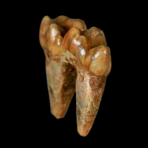 1.2" Extinct Cave Bear Ursus Spelaeus Pre-Molar Tooth Rooted Pleistocene Age COA - Fossil Age Minerals