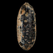 XL 2.2" Fossil Pine Cone Equicalastrobus Replaced By Agate Eocene Age Seeds Fruit