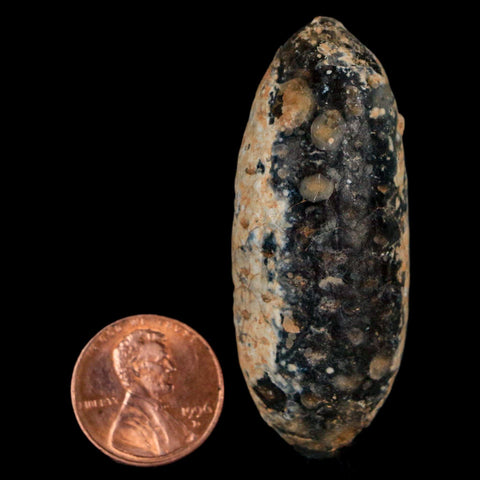 XL 2.2" Fossil Pine Cone Equicalastrobus Replaced By Agate Eocene Age Seeds Fruit - Fossil Age Minerals