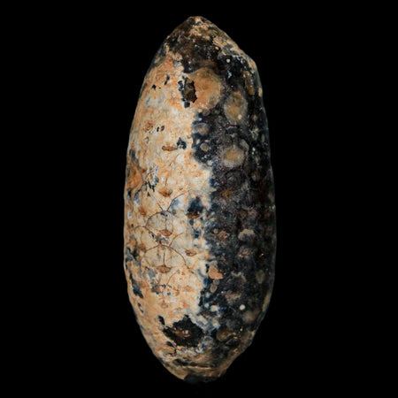 XL 2.2" Fossil Pine Cone Equicalastrobus Replaced By Agate Eocene Age Seeds Fruit