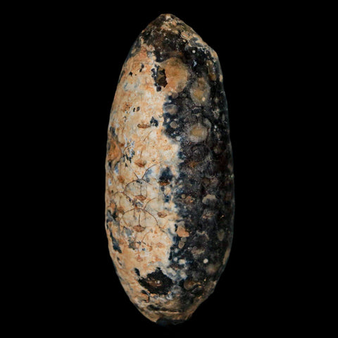 XL 2.2" Fossil Pine Cone Equicalastrobus Replaced By Agate Eocene Age Seeds Fruit - Fossil Age Minerals