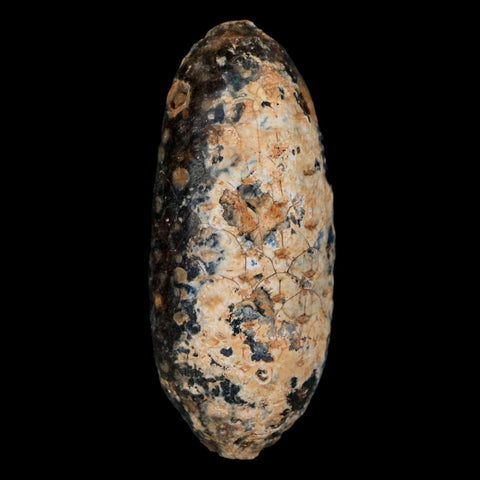 XL 2.2" Fossil Pine Cone Equicalastrobus Replaced By Agate Eocene Age Seeds Fruit - Fossil Age Minerals