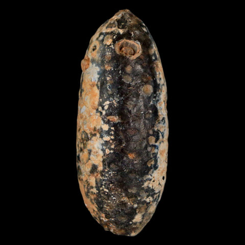 XL 2.2" Fossil Pine Cone Equicalastrobus Replaced By Agate Eocene Age Seeds Fruit - Fossil Age Minerals