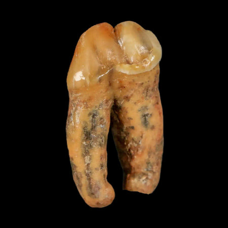 1.3" Extinct Cave Bear Ursus Spelaeus Pre-Molar Tooth Rooted Pleistocene Age COA