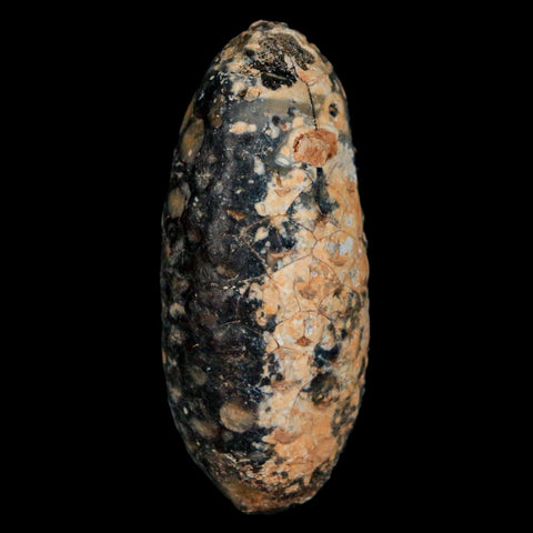 XL 2.2" Fossil Pine Cone Equicalastrobus Replaced By Agate Eocene Age Seeds Fruit - Fossil Age Minerals