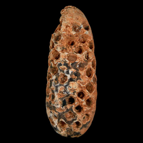 XL 2.2" Fossil Pine Cone Equicalastrobus Replaced By Agate Eocene Age Seeds Fruit - Fossil Age Minerals