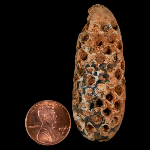 XL 2.2" Fossil Pine Cone Equicalastrobus Replaced By Agate Eocene Age Seeds Fruit - Fossil Age Minerals