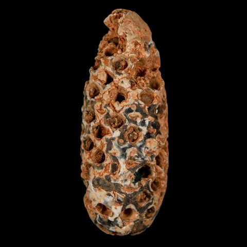 XL 2.2" Fossil Pine Cone Equicalastrobus Replaced By Agate Eocene Age Seeds Fruit - Fossil Age Minerals