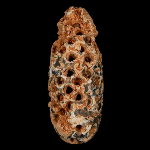 XL 2.2" Fossil Pine Cone Equicalastrobus Replaced By Agate Eocene Age Seeds Fruit - Fossil Age Minerals