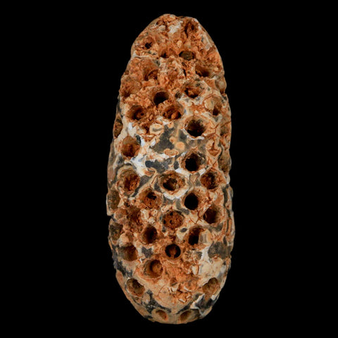 XL 2.2" Fossil Pine Cone Equicalastrobus Replaced By Agate Eocene Age Seeds Fruit - Fossil Age Minerals