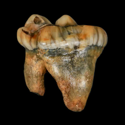 1.2" Extinct Cave Bear Ursus Spelaeus Pre-Molar Tooth Rooted Pleistocene Age COA - Fossil Age Minerals