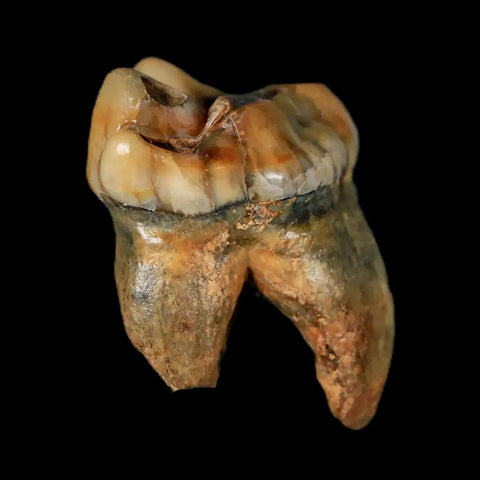 1.2" Extinct Cave Bear Ursus Spelaeus Pre-Molar Tooth Rooted Pleistocene Age COA - Fossil Age Minerals