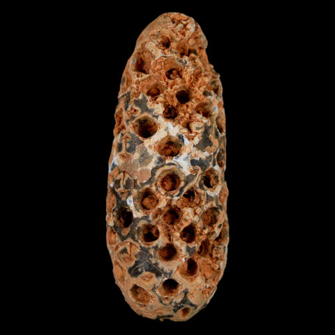 XL 2.2" Fossil Pine Cone Equicalastrobus Replaced By Agate Eocene Age Seeds Fruit - Fossil Age Minerals