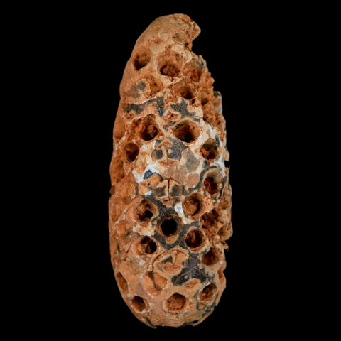 XL 2.2" Fossil Pine Cone Equicalastrobus Replaced By Agate Eocene Age Seeds Fruit - Fossil Age Minerals