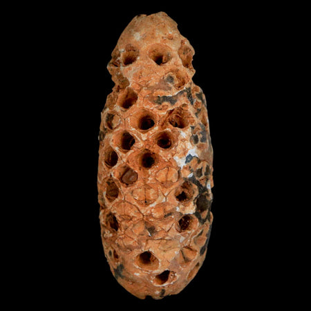 XL 2.2" Fossil Pine Cone Equicalastrobus Replaced By Agate Eocene Age Seeds Fruit