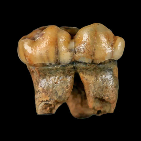 1.2" Extinct Cave Bear Ursus Spelaeus Pre-Molar Tooth Rooted Pleistocene Age COA - Fossil Age Minerals