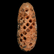 XL 2.2" Fossil Pine Cone Equicalastrobus Replaced By Agate Eocene Age Seeds Fruit