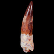 2.9" Spinosaurus Fossil Tooth 100 Mil Yrs Old Cretaceous Dinosaur COA & Stand