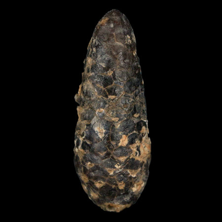 XL 2.3" Fossil Pine Cone Equicalastrobus Replaced By Agate Eocene Age Seeds Fruit