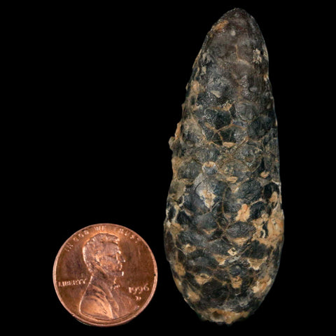 XL 2.3" Fossil Pine Cone Equicalastrobus Replaced By Agate Eocene Age Seeds Fruit - Fossil Age Minerals