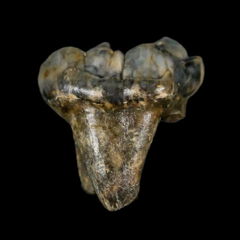 1.2" Extinct Cave Bear Ursus Spelaeus Pre-Molar Tooth Rooted Pleistocene Age COA - Fossil Age Minerals