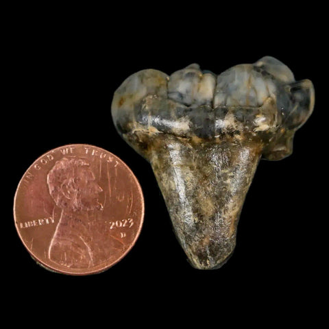 1.2" Extinct Cave Bear Ursus Spelaeus Pre-Molar Tooth Rooted Pleistocene Age COA - Fossil Age Minerals