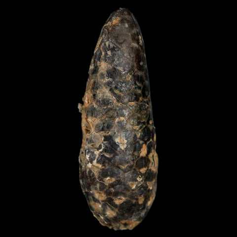 XL 2.3" Fossil Pine Cone Equicalastrobus Replaced By Agate Eocene Age Seeds Fruit - Fossil Age Minerals