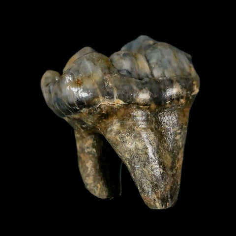 1.2" Extinct Cave Bear Ursus Spelaeus Pre-Molar Tooth Rooted Pleistocene Age COA - Fossil Age Minerals